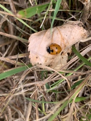 Coccinella septempunctata
