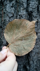 Tilia cordata