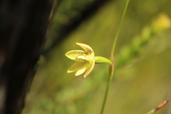 Thelymitra tigrina