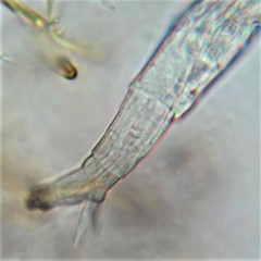 Philodina acuticornis odiosa