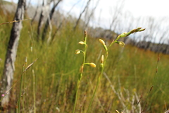 Thelymitra tigrina