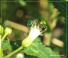Callistochlora chloris