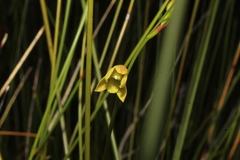 Thelymitra tigrina