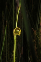 Thelymitra tigrina