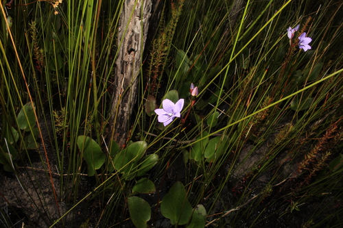Image of Epiblema grandiflorum by (c) Em Lamond, some rights reserved (CC BY)