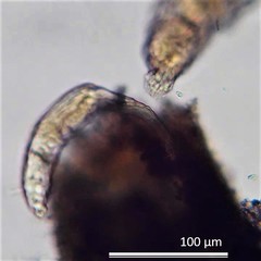 Philodina acuticornis odiosa