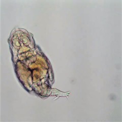 Philodina acuticornis odiosa