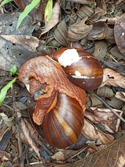 Megalobulimus pergranulatus