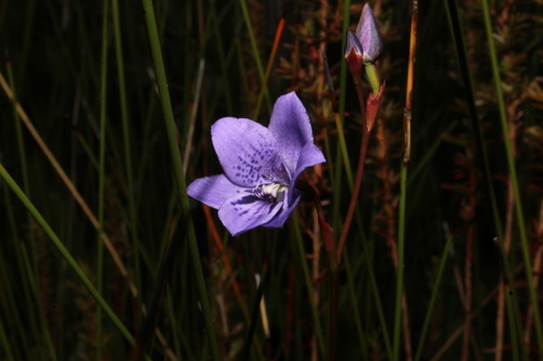Image of Epiblema grandiflorum by (c) Em Lamond, some rights reserved (CC BY)