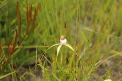 Caladenia serotina