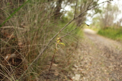 Caladenia corynephora
