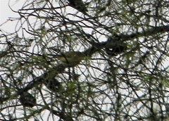 Phylloscopus ibericus