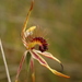 Club-lipped Spider Orchid - Photo (c) Em Lamond, some rights reserved (CC BY), uploaded by Em Lamond