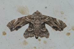 Holocryptis