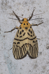 Ammatho zebrina