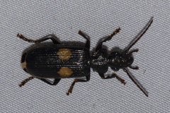 Macrocheilus
