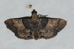 Pyralis pictalis
