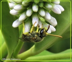 Pseudagapostemon citricornis