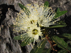 Xanthostemon verticillatus