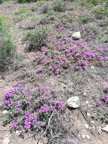Image of Drosanthemum hispidum by (c) Christiaan Viljoen, some rights reserved (CC BY)