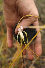 Caladenia serotina