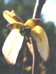 Asimina reticulata image