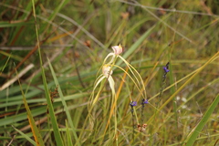 Caladenia pholcoidea