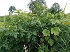 Vitis amurensis