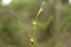 Thelymitra tigrina