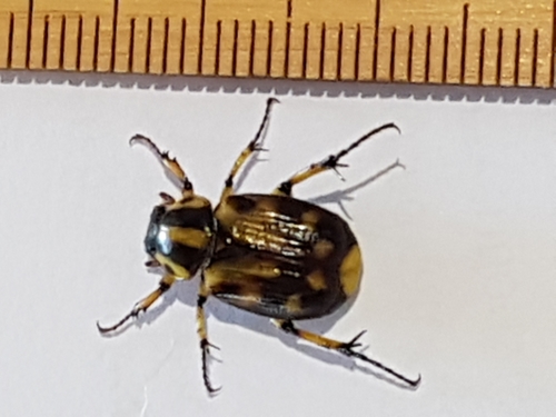 Zebra Wood Chafer