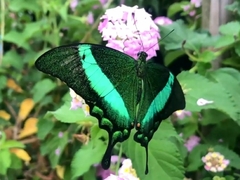Papilio palinurus