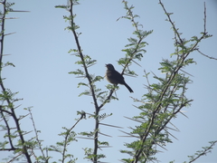 Cercotrichas coryphoeus coryphoeus