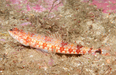 Synodus dermatogenys