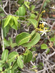 Landolphia kirkii