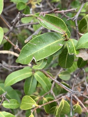 Landolphia kirkii