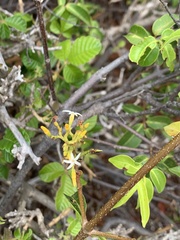 Landolphia kirkii
