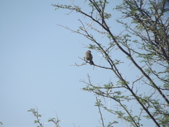 Cercotrichas coryphoeus coryphoeus