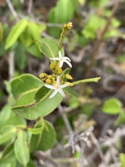 Landolphia kirkii