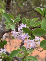 Ehretia obtusifolia
