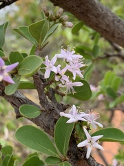 Ehretia obtusifolia