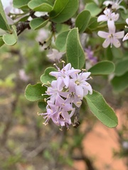 Ehretia obtusifolia