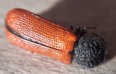 Bostrichus capucinus