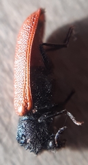 Bostrichus capucinus