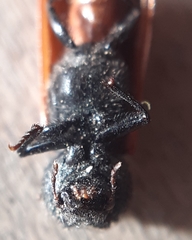 Bostrichus capucinus