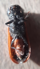 Bostrichus capucinus