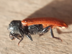 Bostrichus capucinus