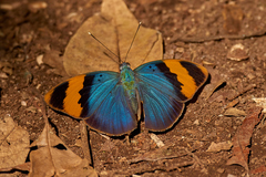 Euphaedra neophron