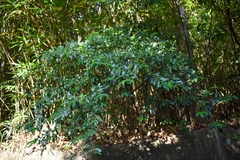 Eurya japonica