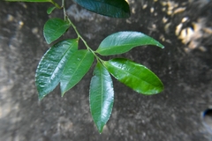 Eurya japonica