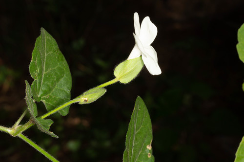 Thunbergia dregeana image